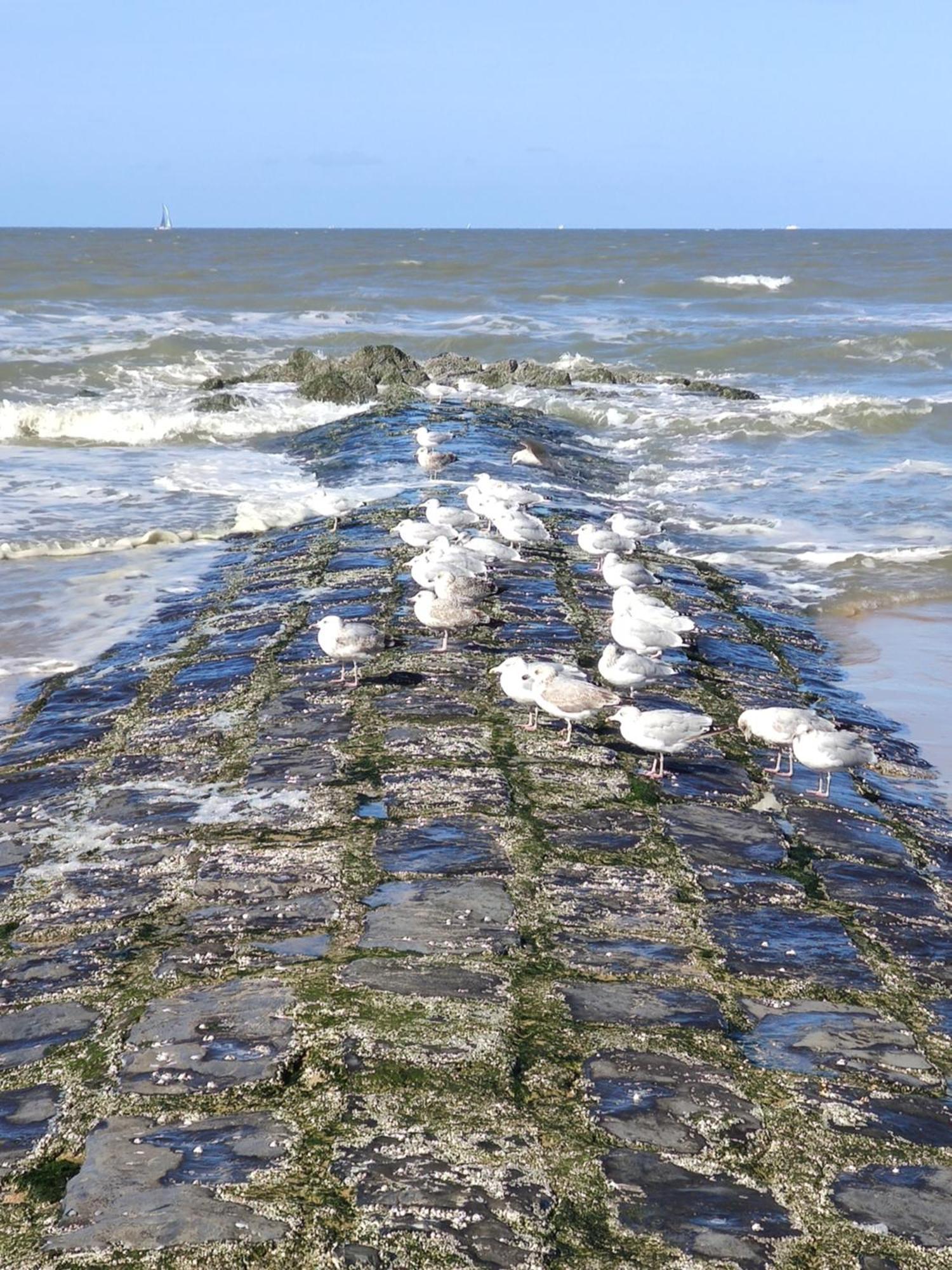דה האן Seaside4You מראה חיצוני תמונה